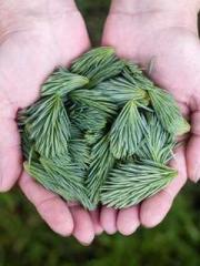 Morning sickness aft