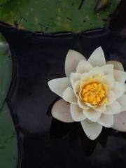 The young masterapos