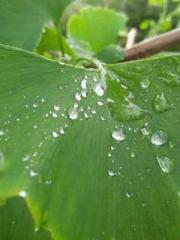 Lin Feng Lin Yun Yao