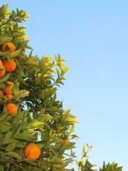 The Realm of the Dao