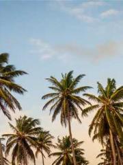 Transmigration: Feel